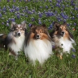 sweetshelties's Avatar