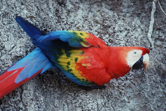 1670_macaw.jpg