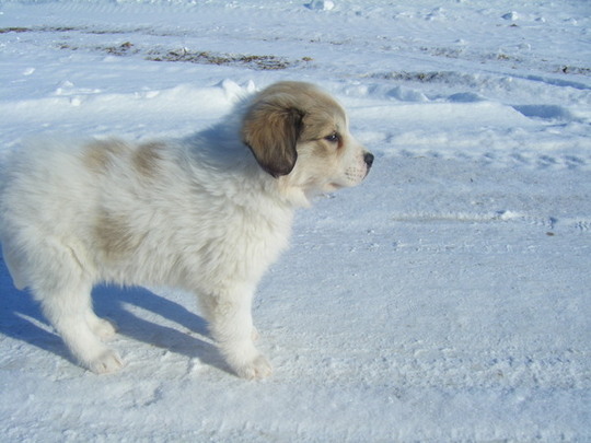 1693_shequilts_nina_our_new_puppy.jpg