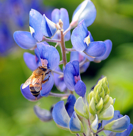 1786_bluebonnetandbee.jpg