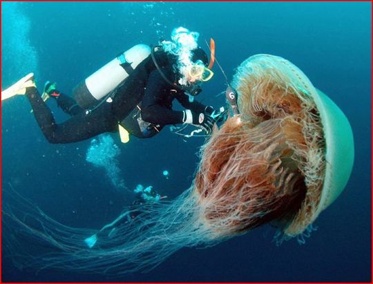 1935_monster_jelly_fish.jpg