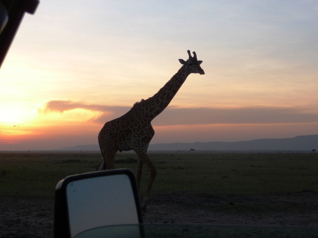 3487_giraffe_at_sunset.jpg