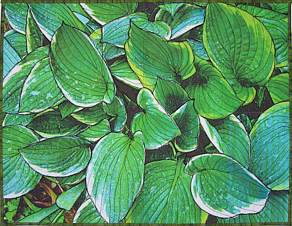 5005_raindropsonhostas.jpg