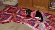 Anne's Freedom Quilt