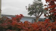 Autumn in Bremerton Washington