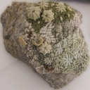 Lichens