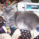 This is my Quilt Inspector and helper, Gray Souffle.