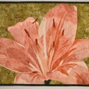 Lily - I took some black and white photos of my flower bed several years ago. When looking around for something different to try I found this photo of a lily. I enlarged the photo, broke it down and then machine applique\'d the fabrics. I finished off with some thread sketching and then the quilting.