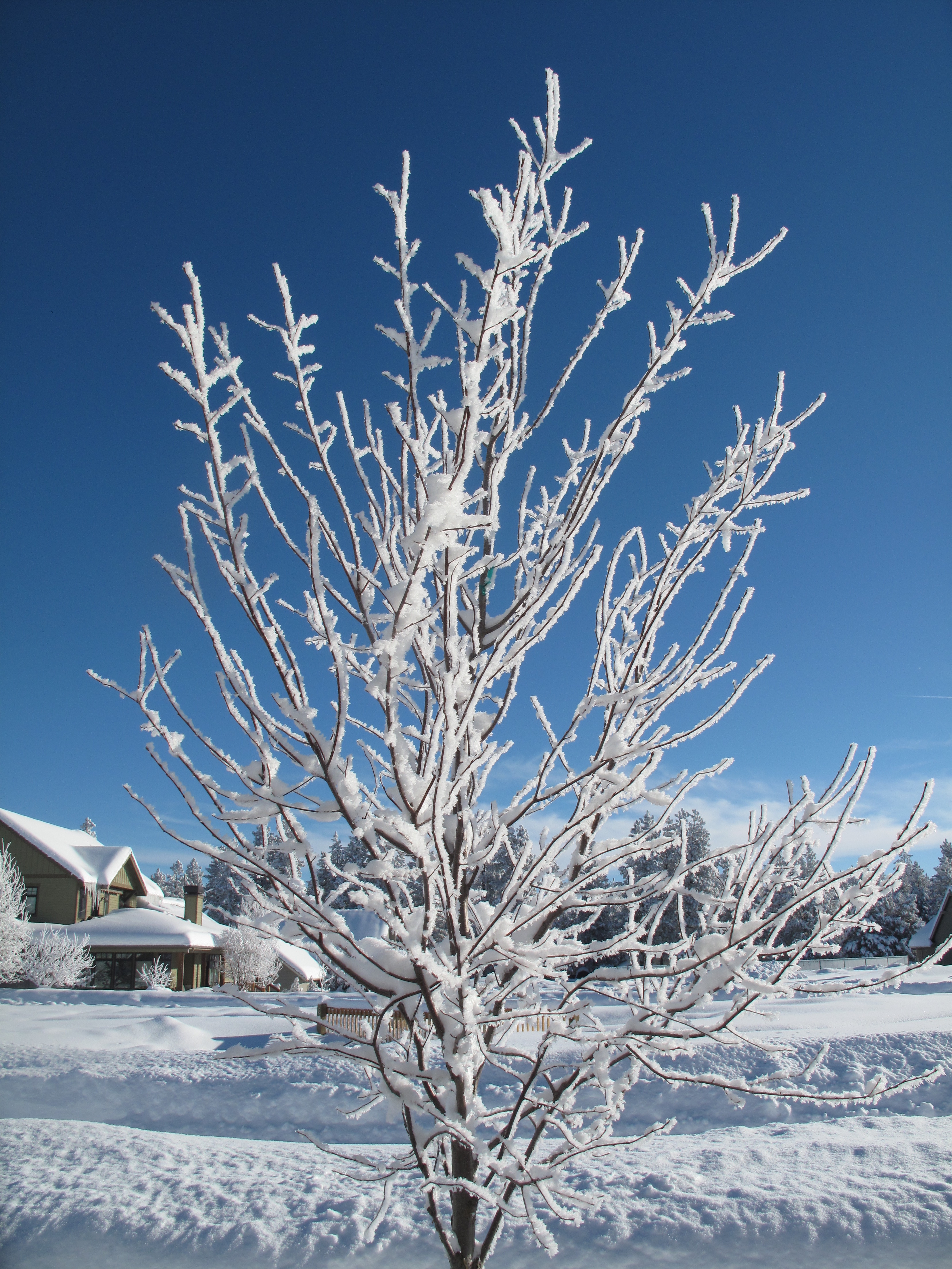 Sisters, OR, Tree in the Snow Winter 2017