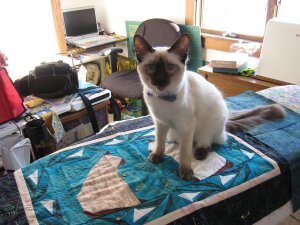 Cat Quilt #1