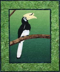 Male Pied Hornbill