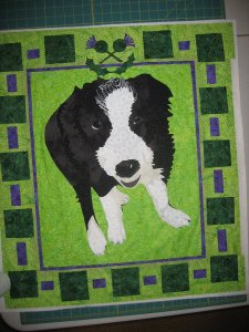 Woody - The Border Collie