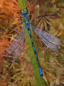 Damsel Fly