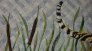 cat-tails.1