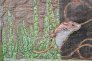 salt-marsh-harvest-mouse.4